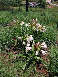 Image result for Crinum lugardiae