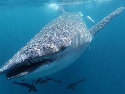 Whale Shark Tracked Travelling Furthest Distance Ever Recorded The Independent The Independent