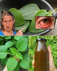 This is the plant that is taking patients away from ophthalmologists since  millions of people who wore glasses and suffered from cataracts are improving  their vision with this natural remedy 🍀