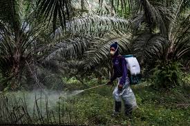 Sime darby plantation appoints a human rights expert. Sime Darby Provides Training To Parolees To Shore Up Demand For Plantation Workers