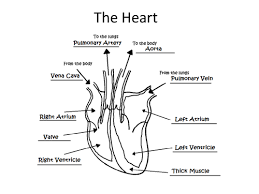 Capillaries connect the smallest branches of arteries and veins. Human Body Exercise And Nutrition Ks2 Ks3 Sow Teaching Resources