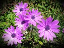 Dai profumati fiori aromatici a tisane di fiori officinali, fino a petali variopinti in insalata. Raccontare Un Paese Dal Mio Orto Anemoni Spontanei Fiori Primaverili Orto Idee Di Giardinaggio
