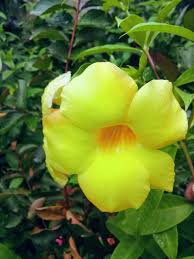 Yellow Flower Looks Mind Blowing Yellow Flowers Flowers Flower Photos