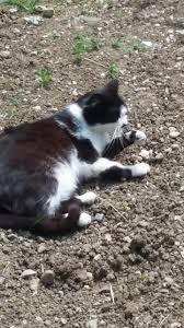 Pin By Meryem On Kedi Cat 2 Cats Kittens Animals