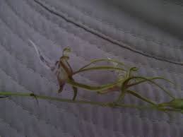 Image result for Eulophia seleensis