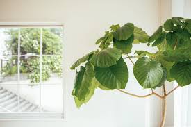 ウンベラータの土を好む害虫の正体と対処法 予防方法を解説 プラントリアンヌ