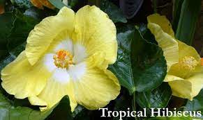 Year Round Hibiscus Hibiscus Flower Drawing Hibiscus Hardy Hibiscus