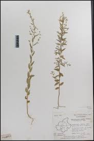 Image result for Wahlenbergia erecta