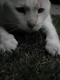 Black And White Siamese Cat Mix Cat Flame Point Van Siamese Mix His Name Is Fred George Siamese Cats Cats Pets