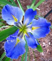 True Blue Iris In The Language Of Flowers It Means Faith And Hope Flower Beauty Language Of Flowers Flowers