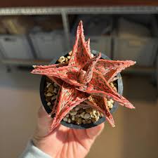 Image result for Adenia stenodactyla