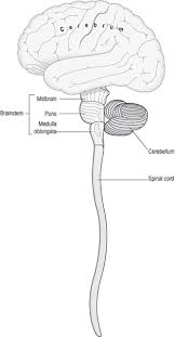 The central nervous system (cns) consists of the brain and spinal cord. The Nervous System Musculoskeletal Key