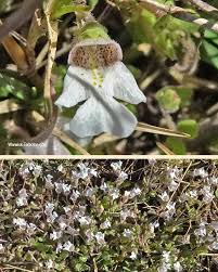 Image result for Diclis