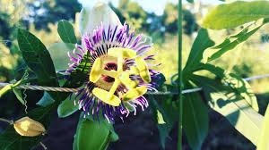 Image result for Passiflora caerulea