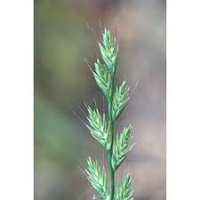 Image result for Lolium multiflorum