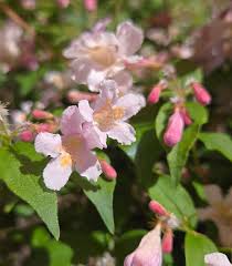 Image result for Kolkwitzia amabilis