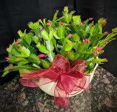 Why, you might even be leaving a giant, magnificent christmas. Christmas Cactus Holiday Special In Lewiston Me Blais Flowers Garden Center