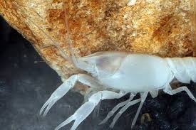 The crustacean order mictacea is represented by only a single species, mictocaris halope. Unusual Kentucky Kentucky S Eyeless Cave Creatures Cave Kentucky Species
