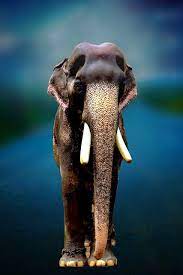 Demand sanctuary for kaavan, the neglected elephant in marghazar zoo. Mangalamkunnu Karnan Hd Images Kerala Elephant Mangalamkunnu Karnan Photos Famous Elephants Elephant Lover Elephant