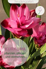 Kurkuma Pflanzen Pflegen Und Vermehren Pflanzen Tropische Pflanzen Pflanzen Vermehrung