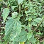 Image result for Hibiscus meyeri