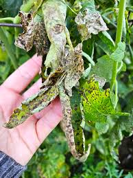 Image result for Septoria leaf spot of tomato