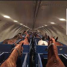 Horses on a plane : rinterestingasfuck