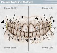 Palmer Notation Numbering System 10 Download Scientific
