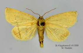 Image result for Photedes morrisii