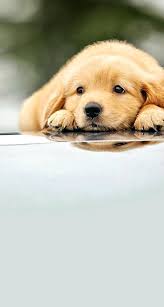 Puppy Wallpaper For Bedroom Cute Puppies Wallpapers Phone Golden Retriever Puppies 608x1136 Wallpaper Teahub Io