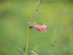 Image result for Sesamum alatum