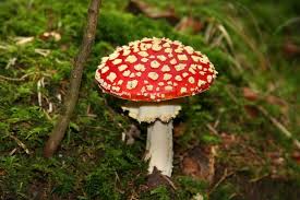 L Amanite Tue Mouche Le Champignon Rouge A Pois Blancs Champignon Rouge Champignon Mouches