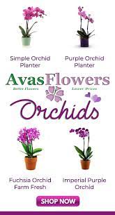 Pin On Avas Flowers Products