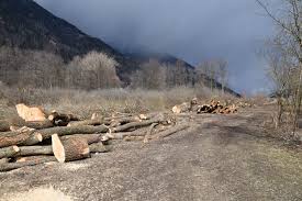 Mit etwas neid schaut azonnali auf die starke position der österreichischen justiz: Ossiacher See Holz Schlagerungen Im Schutzgebiet Sorgen Fur Unmut Villach