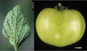 Image result for tomato seedling pseudomonas syringae pv tomato symptoms