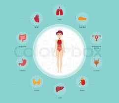 Featuring over 42,000,000 stock photos, vector clip art images, clipart pictures, background graphics and clipart graphic images. Human Anatomy Infographic Elements Stock Vector Colourbox