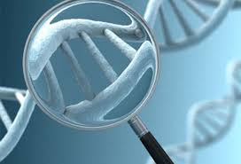 تاريخ علم الجينات ((الهندسة الوراثية)) Images?q=tbn:ANd9GcS8pfJXz3hKZw6UR6PqaExPftW0wrBkwKv6YBhs86sOCyhJTQFO