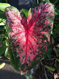 Questa splendida pianta da salotto con foglie rosse e verdi ricerca un posto nella tua casa umido, luminoso. Il Blog Di Yougardener 5 Piante Con Foglie Colorate