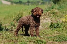 Maybe you would like to learn more about one of these? Are Lagotto Romagnolos Hypoallergenic Dogs Hypoallergenic Dog