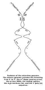 Diploid, haploid definition & examples. Diploid Genome And Psi Sequence Of Retroviruses