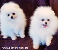 White Pomeranian Puppies Pomeranian Puppy Pomeranian Dog White Pomeranian