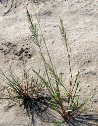 Image result for Leptochloa uniflora