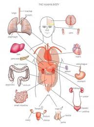 Webgl is required (google chrome recommended). Pin On Human Anatomy Organs