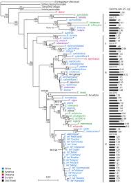 Image result for Eragrostis humidicola