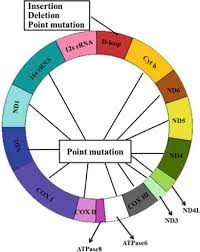 Check spelling or type a new query. Mitochondria The School Of Biomedical Sciences Wiki