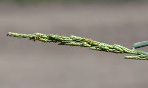 Image result for Moorochloa eruciformis