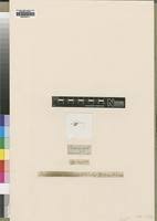 Image result for Loudetia kagerensis