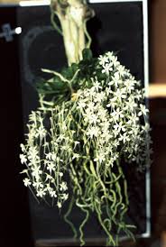 Image result for Mystacidium gracile