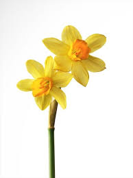 Favorites In Linda Magazine Nl Photography By Frank Brandwijk I Yellow Narcissus Flowers Narcissus Flowers Photography Flowers