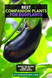 Can you plant zucchini next to peppers? Best Companion Plants For Eggplants Full List Gardenisms